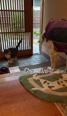 お散歩に出かけようとする大型犬→玄関に『野良猫』が入ってきて…想定外だった『静かなる攻防戦』が13万再生「固まってるw」「強いw」