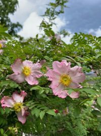 箱根強羅公園でバラが開花しました！