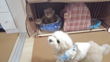 公園でおじいちゃんと待ち合わせ→７ヶ月ぶりの再会で犬が…発見した瞬間の『尊い光景』に「嬉しいが溢れてる」「なんか泣けた」と感動の声