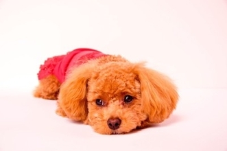 犬も『天候や気圧の変化』で体調を崩すの？気圧でダウンしているときにみせる5つのサインとは